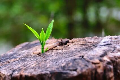 LE MINDSET MODIFIE LA BIOLOGIE